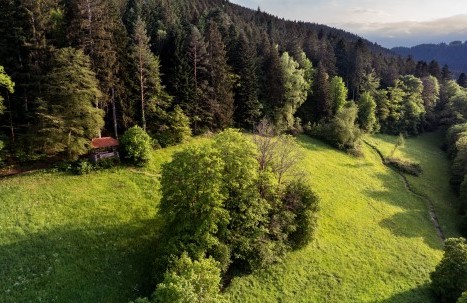 Grüne Wanderlandschaft im Nordschwarzwald mit Waldhütte und idyllischem Wiesenpfad