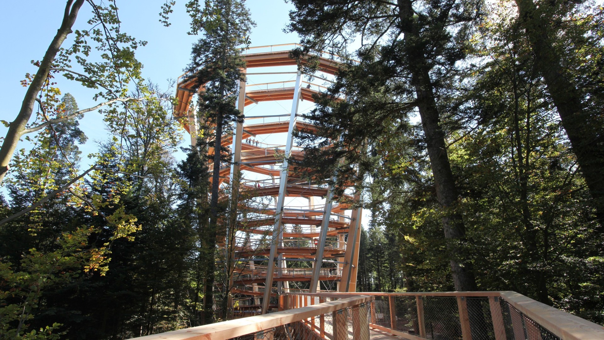 Baumwipfelpfad in Bad Wildbad mit Holzsteg und Aussichtsturm zwischen hohen Bäumen im Schwarzwald