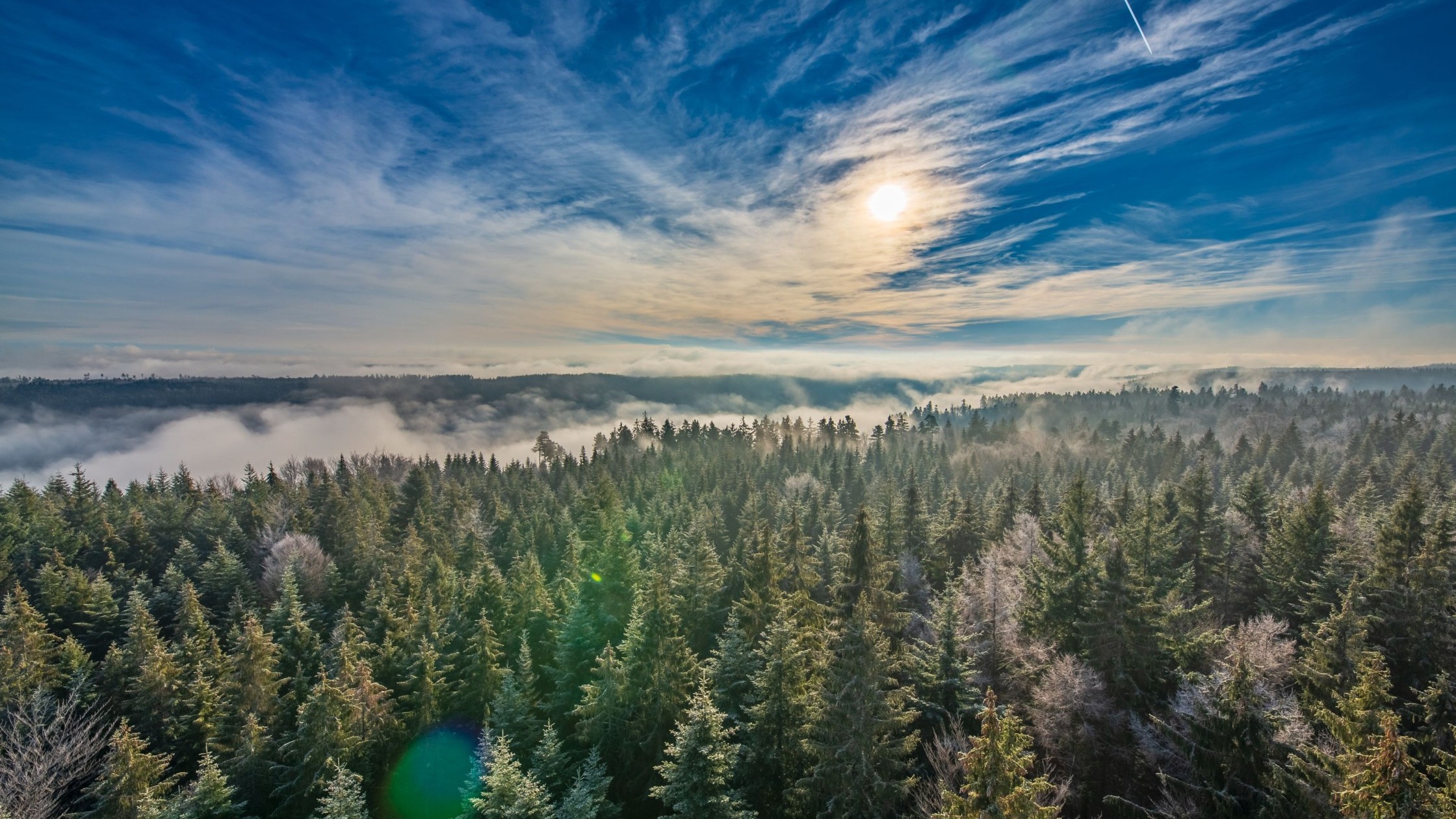 Blick über den Schwarzwald bei Sonnenaufgang vom Baumwipfelpfad