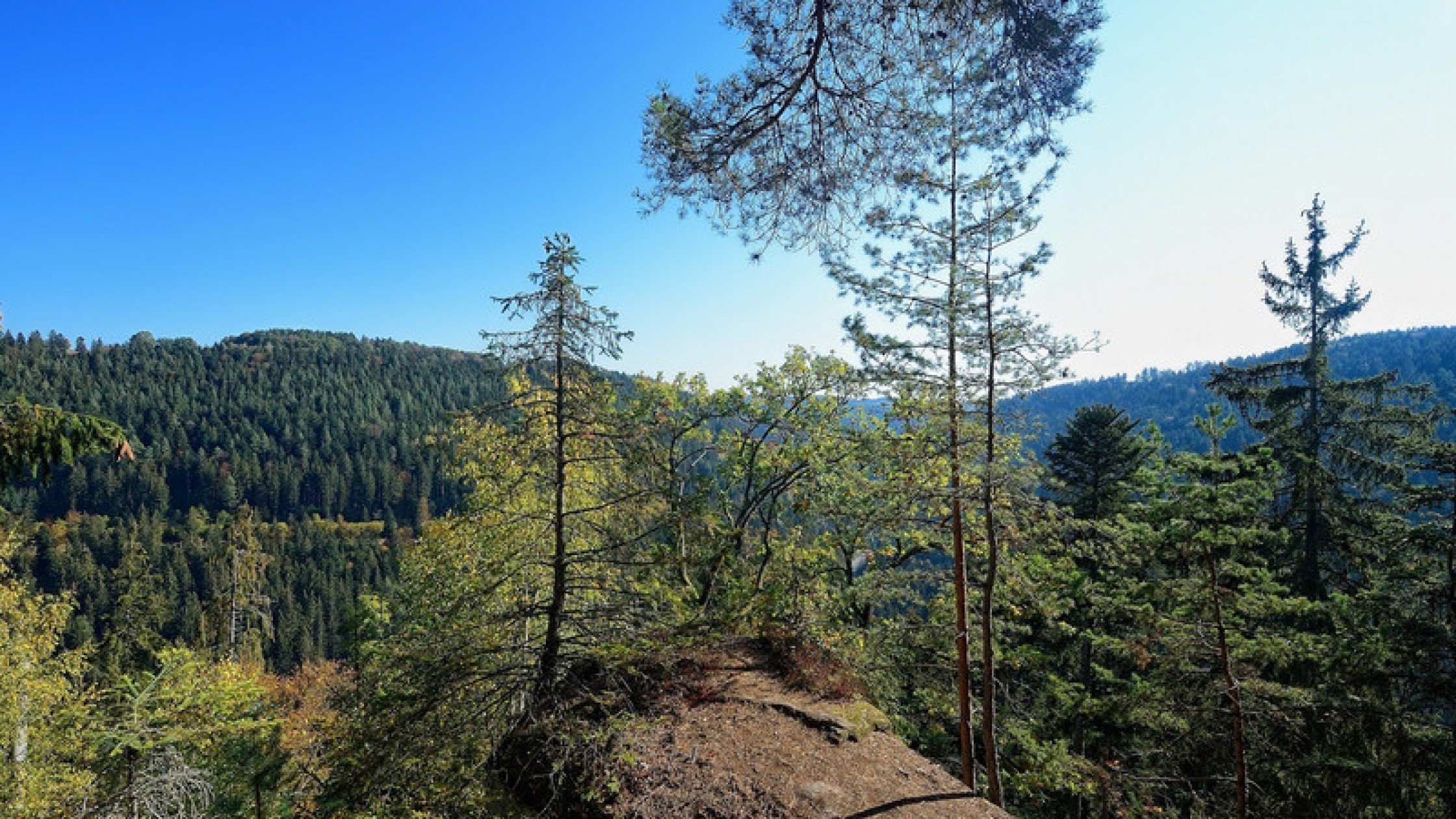 Aussichtspunkt im Nordschwarzwald mit Felsen und dichtem Waldpanorama