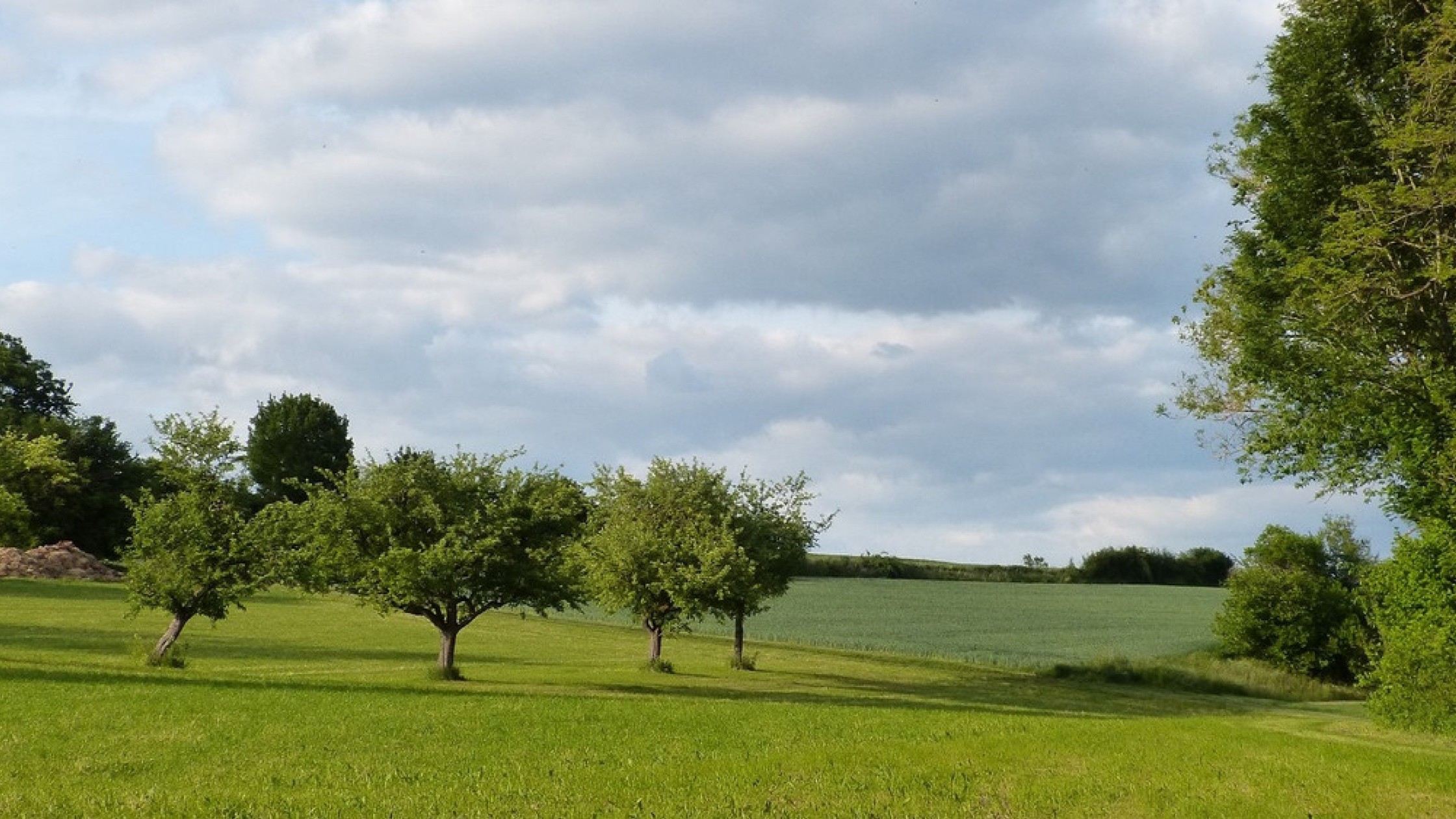 Grüne Streuobstwiesenlandschaft am Rand des Teinachtals