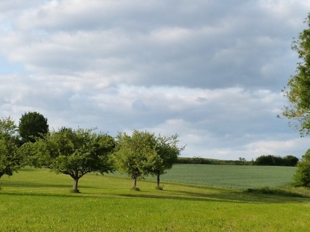 Grüne Streuobstwiesenlandschaft am Rand des Teinachtals