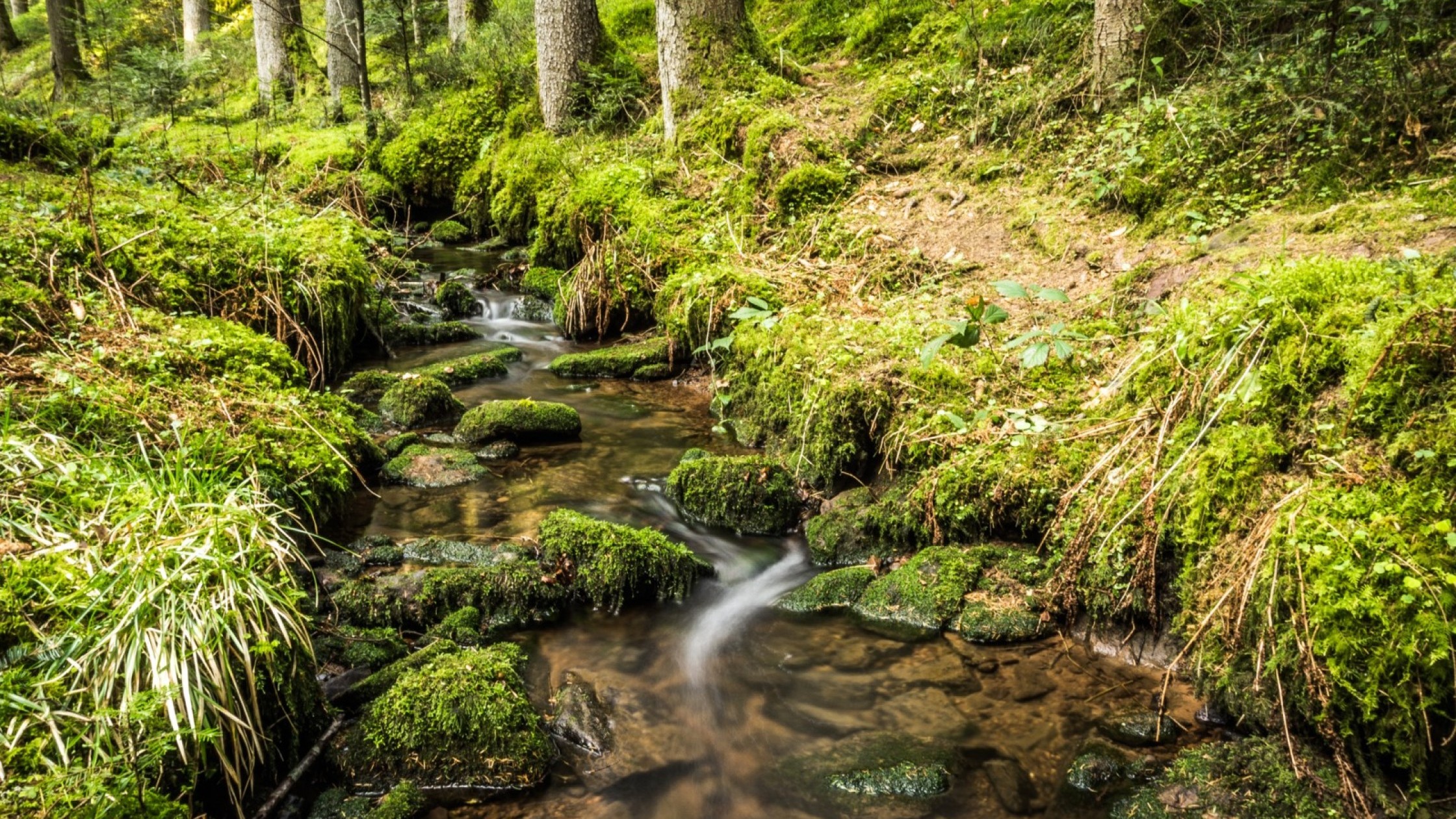 Kleiner Waldbach fließt über moosbewachsene Steine im Teinachtal