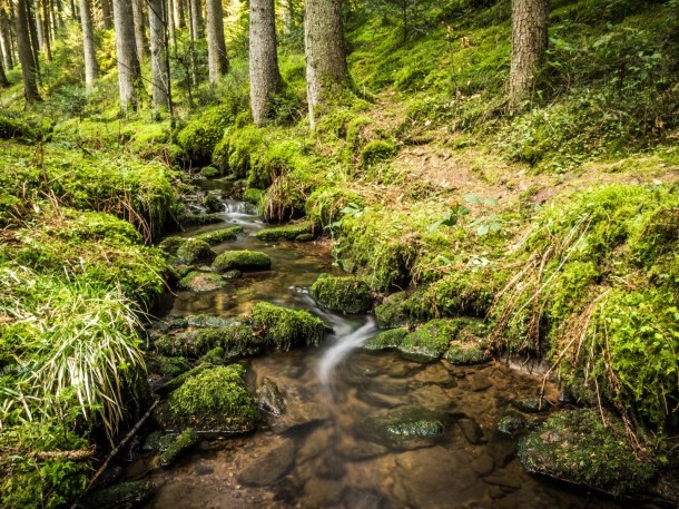 Kleiner Waldbach fließt über moosbewachsene Steine im Teinachtal