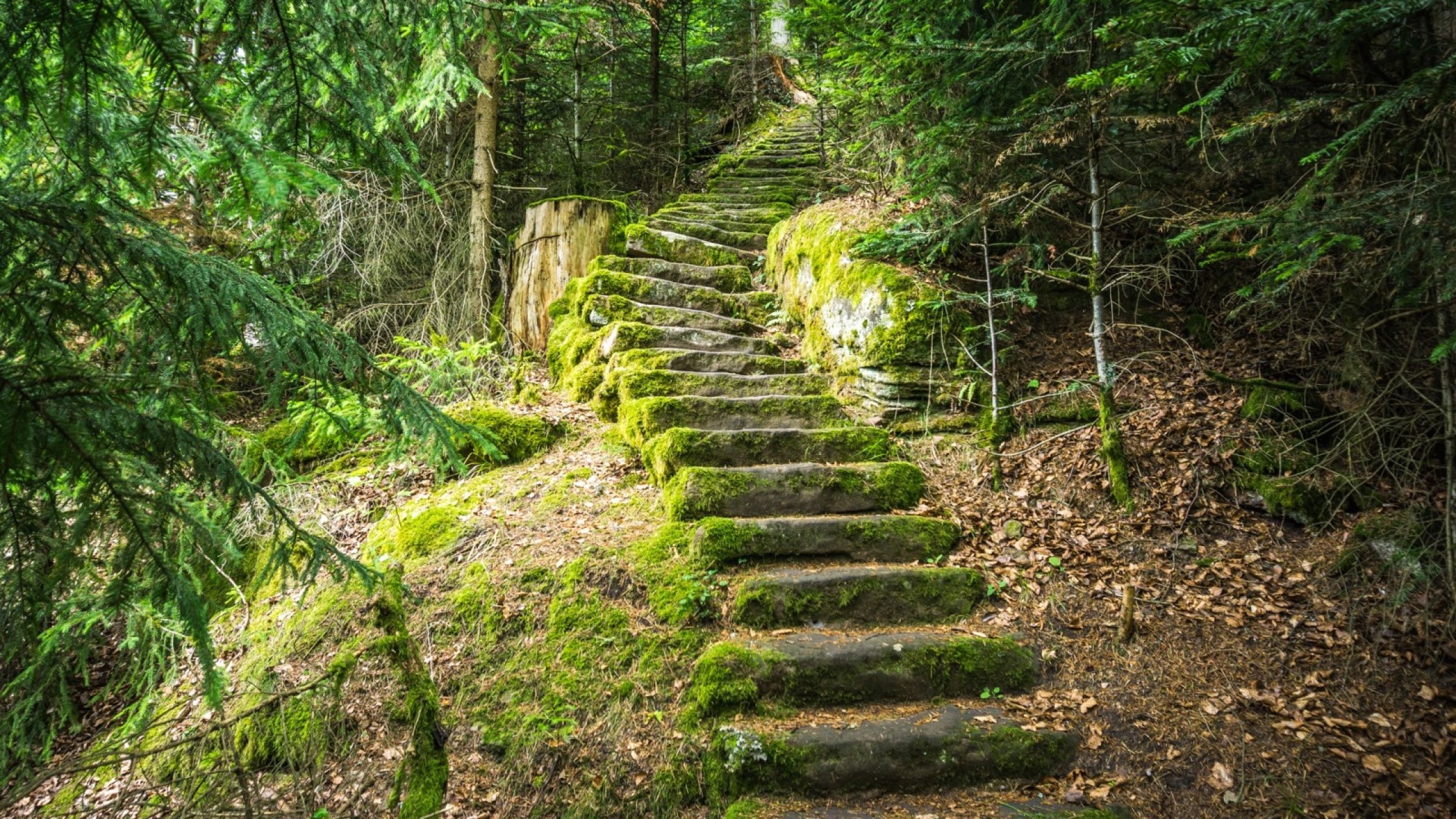 Moosige Steintreppe im Wald des Nordscharzwalds